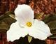 Trillium s0142